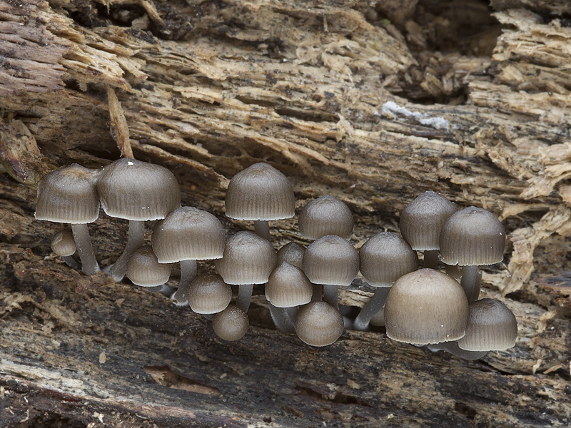 Mycena tintinnabulum